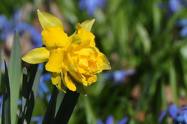 Scilla   072.jpg